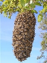 Роїння (медоносні бджоли) — Вікіпедія